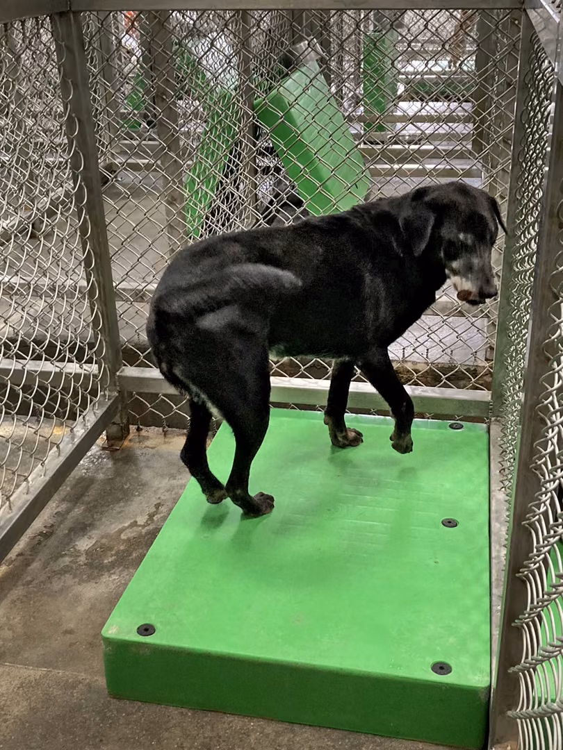 The dog, from the shelter's listing