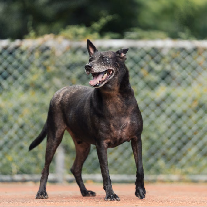The dog, from the shelter's listing