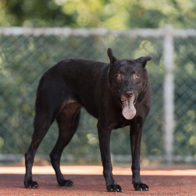The dog, from the shelter's listing
