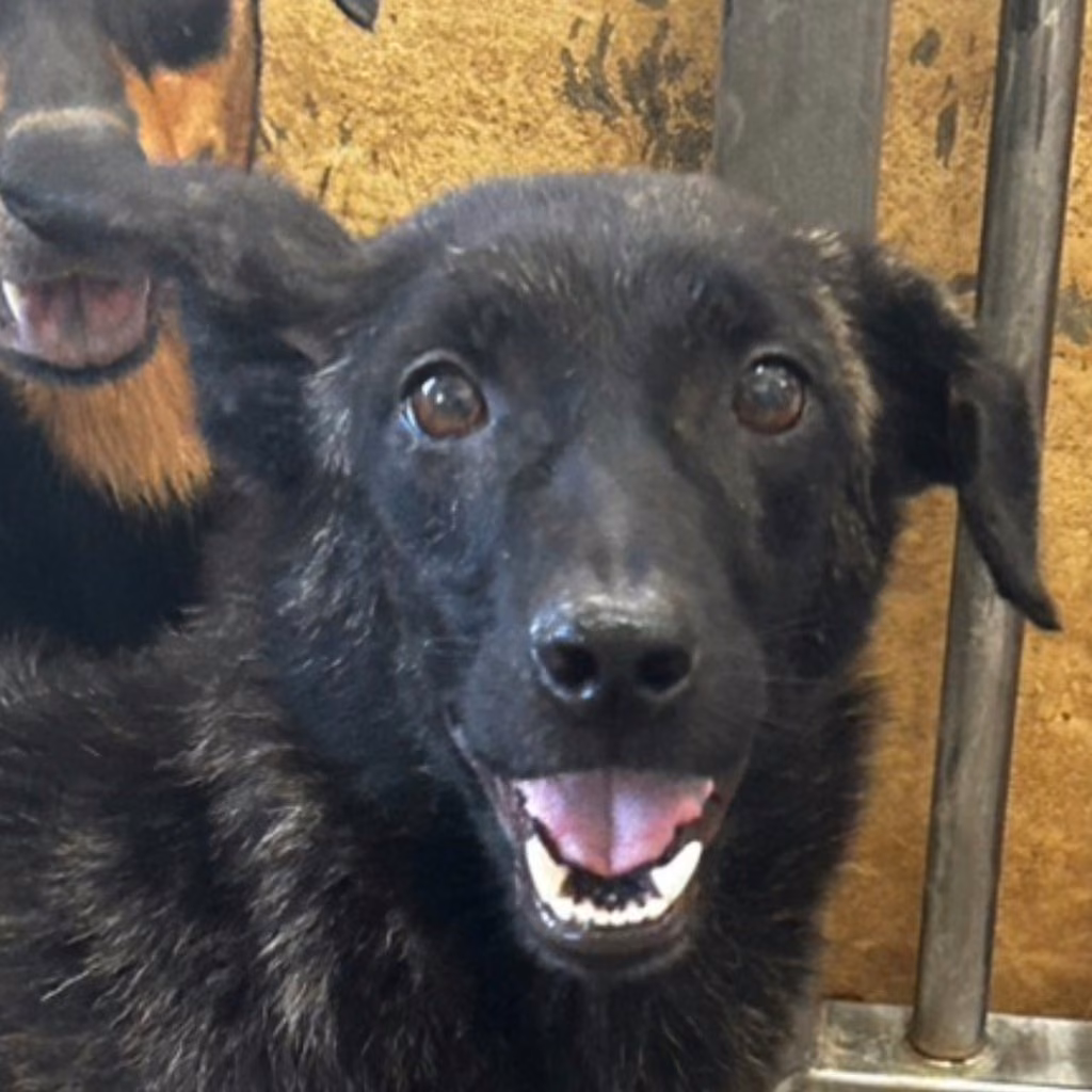 The dog, from the shelter's listing