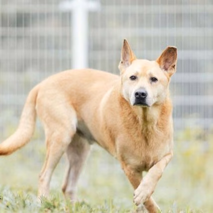 The dog, from the shelter's listing