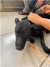 The dog, from the shelter's listing