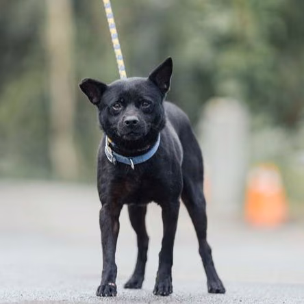 The dog, from the shelter's listing
