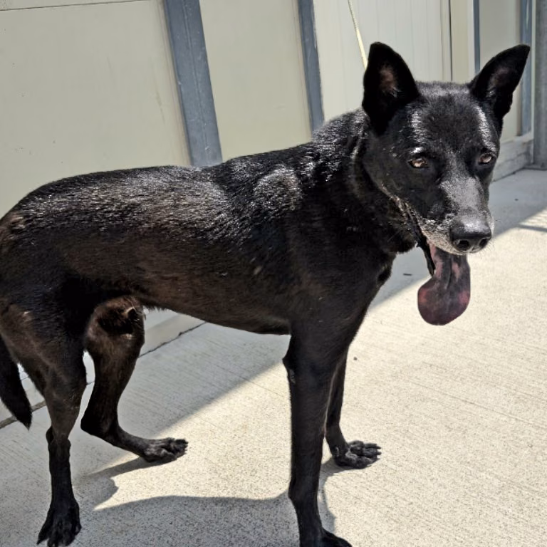 The dog, from the shelter's listing