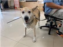 The dog, from the shelter's listing