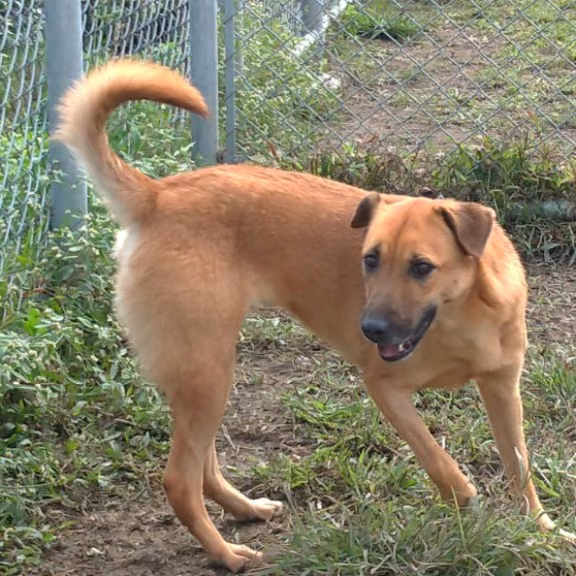 The dog, from the shelter's listing
