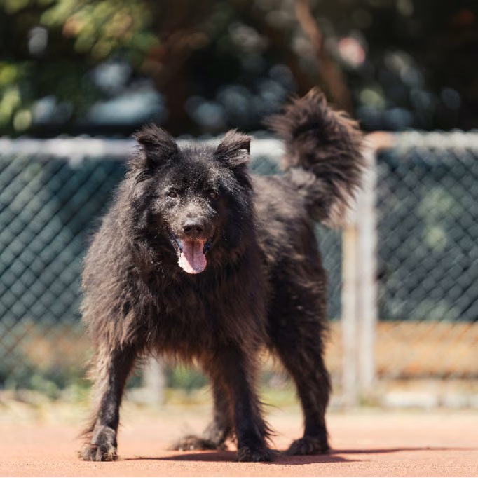 The dog, from the shelter's listing