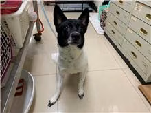 The dog, from the shelter's listing