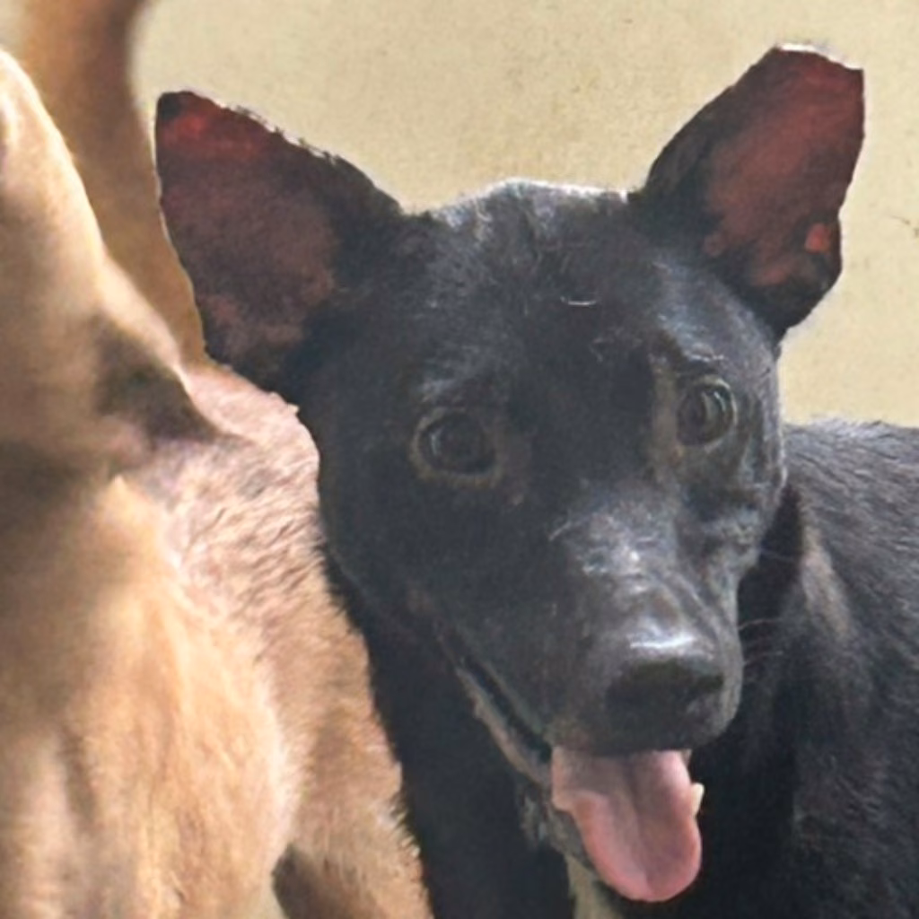 The dog, from the shelter's listing