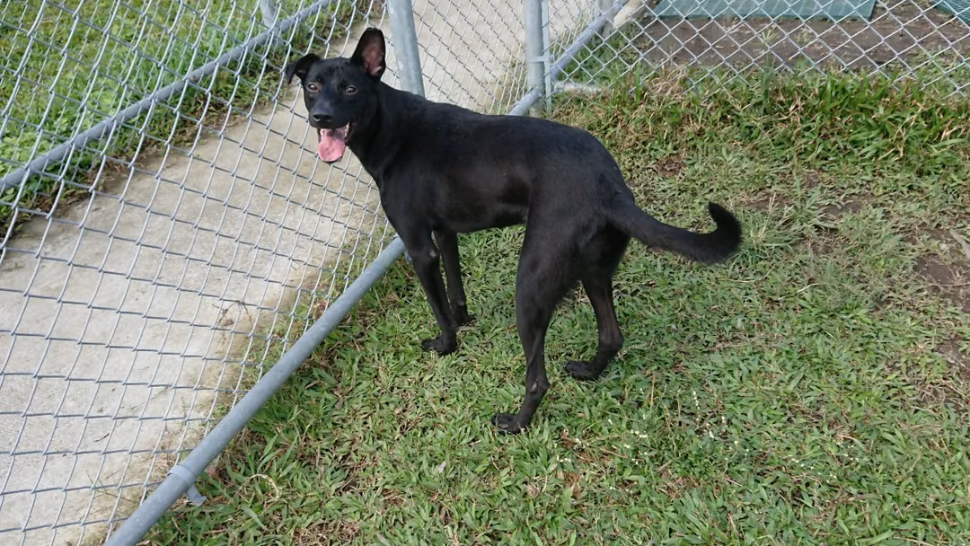 The dog, from the shelter's listing