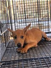 The dog, from the shelter's listing