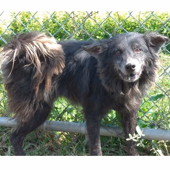 The dog, from the shelter's listing