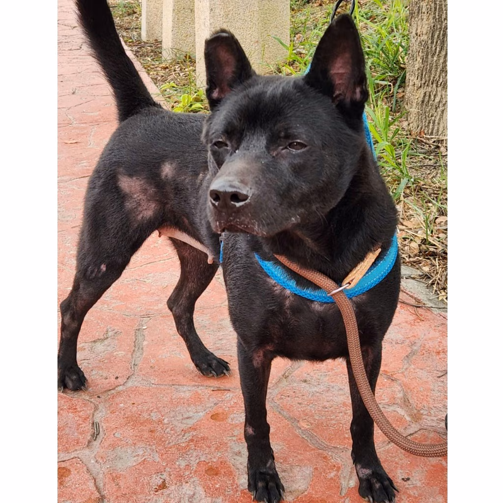 The dog, from the shelter's listing