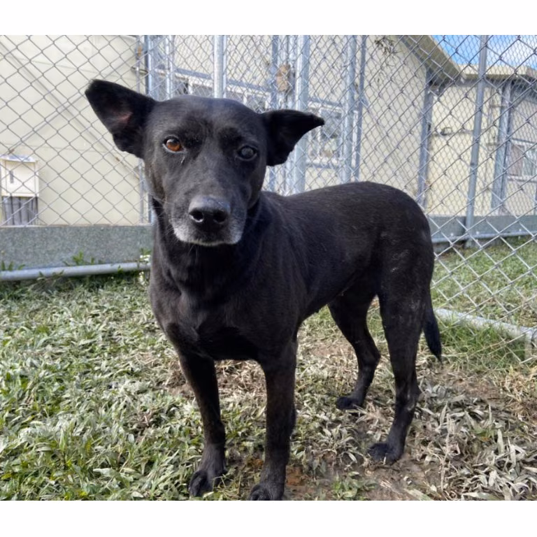 The dog, from the shelter's listing
