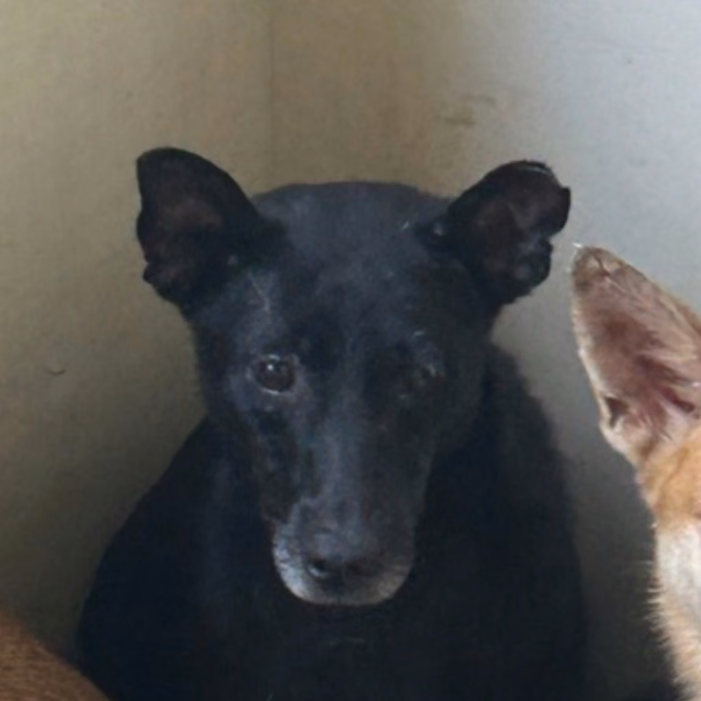 The dog, from the shelter's listing