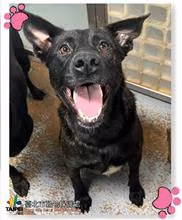 The dog, from the shelter's listing