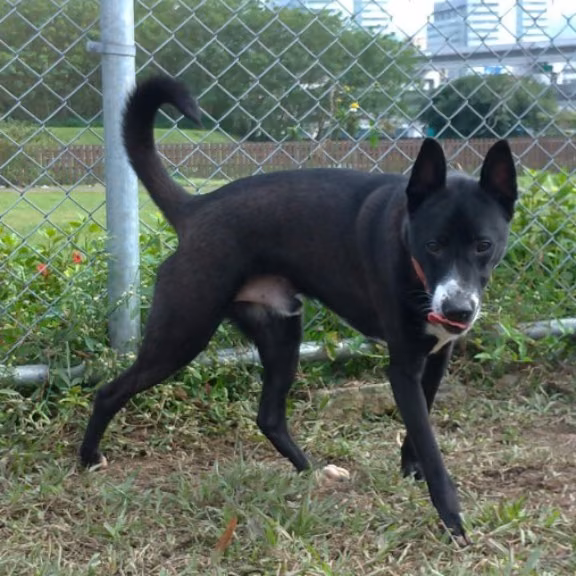 The dog, from the shelter's listing