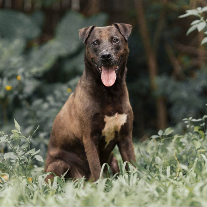 The dog, from the shelter's listing