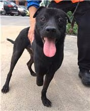 The dog, from the shelter's listing