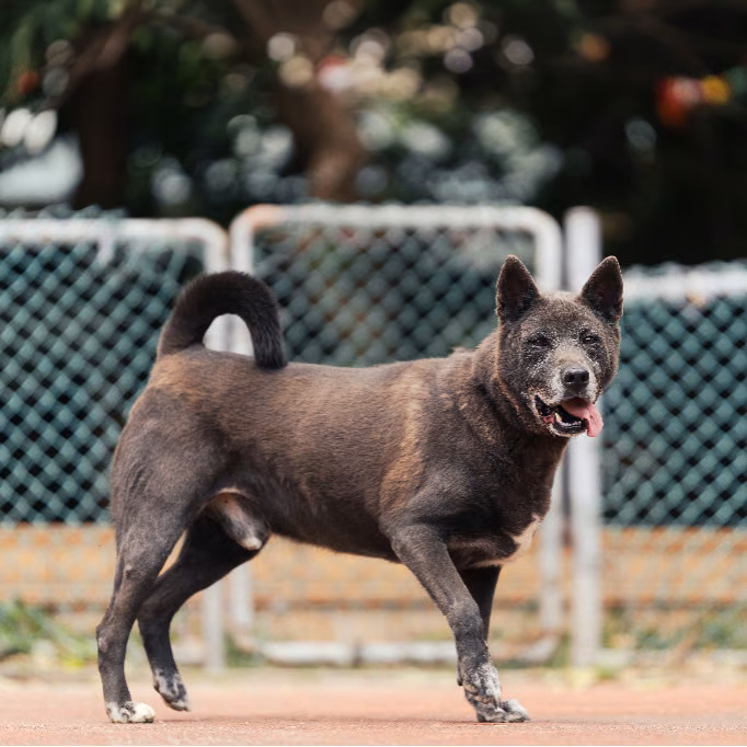 The dog, from the shelter's listing