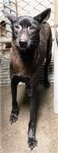 The dog, from the shelter's listing