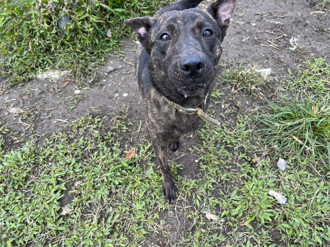 The dog, from the shelter's listing