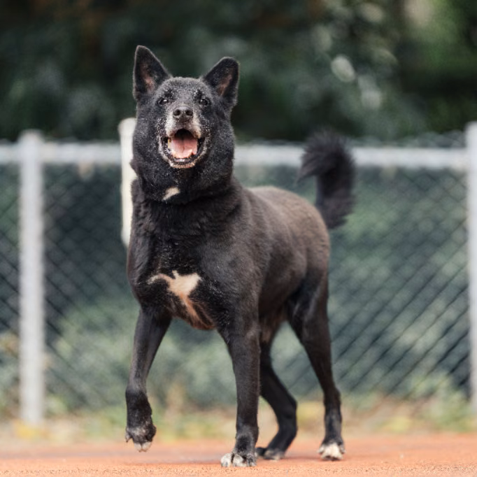 The dog, from the shelter's listing