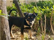 The dog, from the shelter's listing
