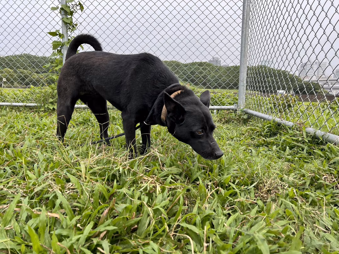 The dog, from the shelter's listing