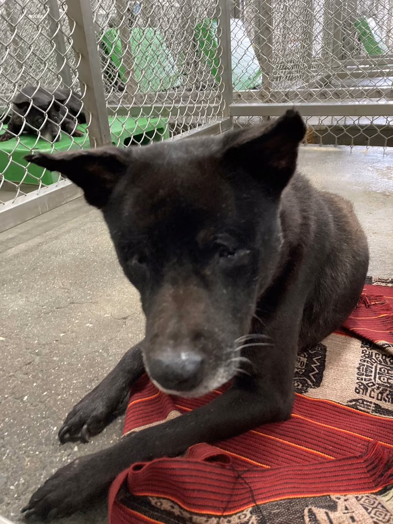 The dog, from the shelter's listing