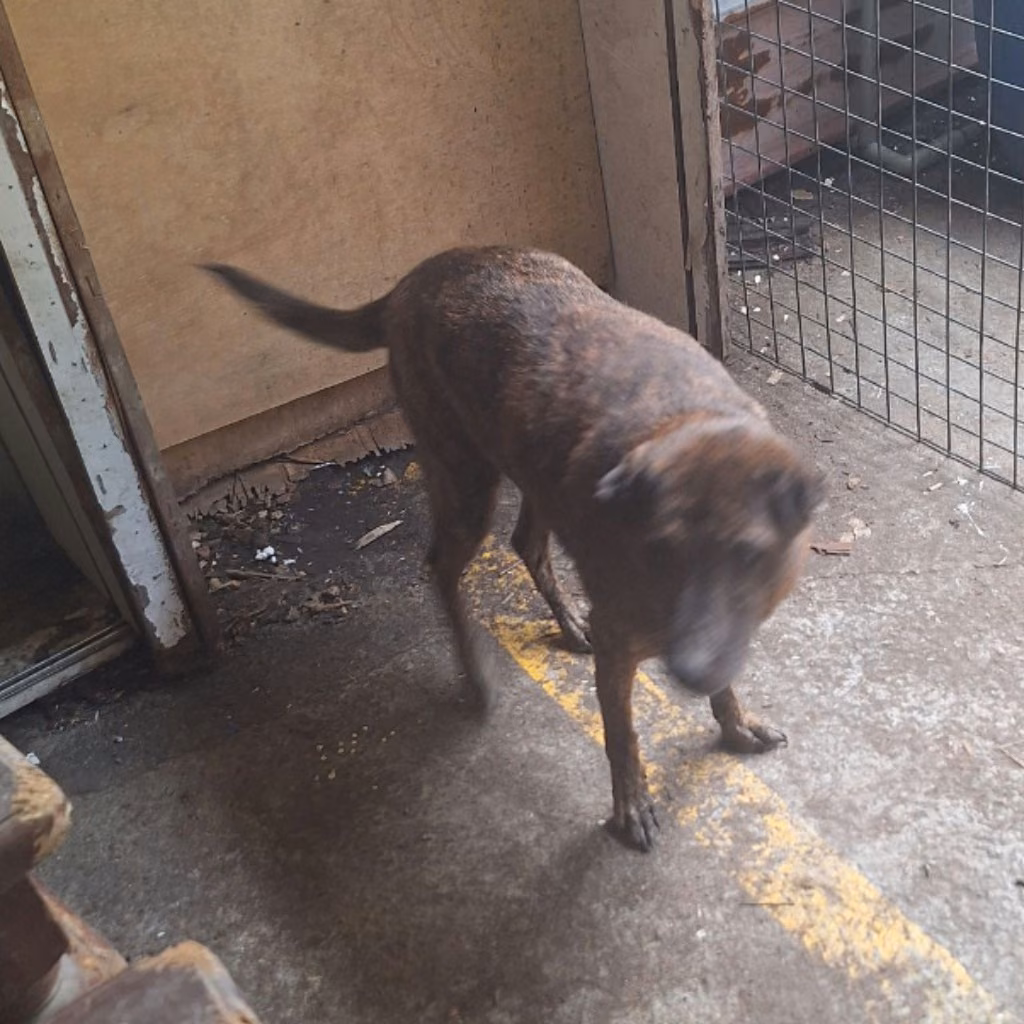 The dog, from the shelter's listing