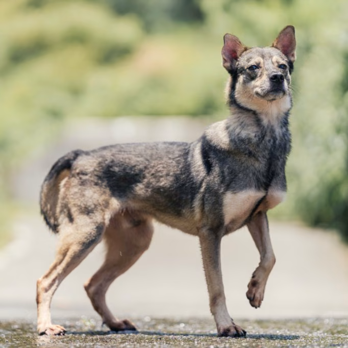 The dog, from the shelter's listing