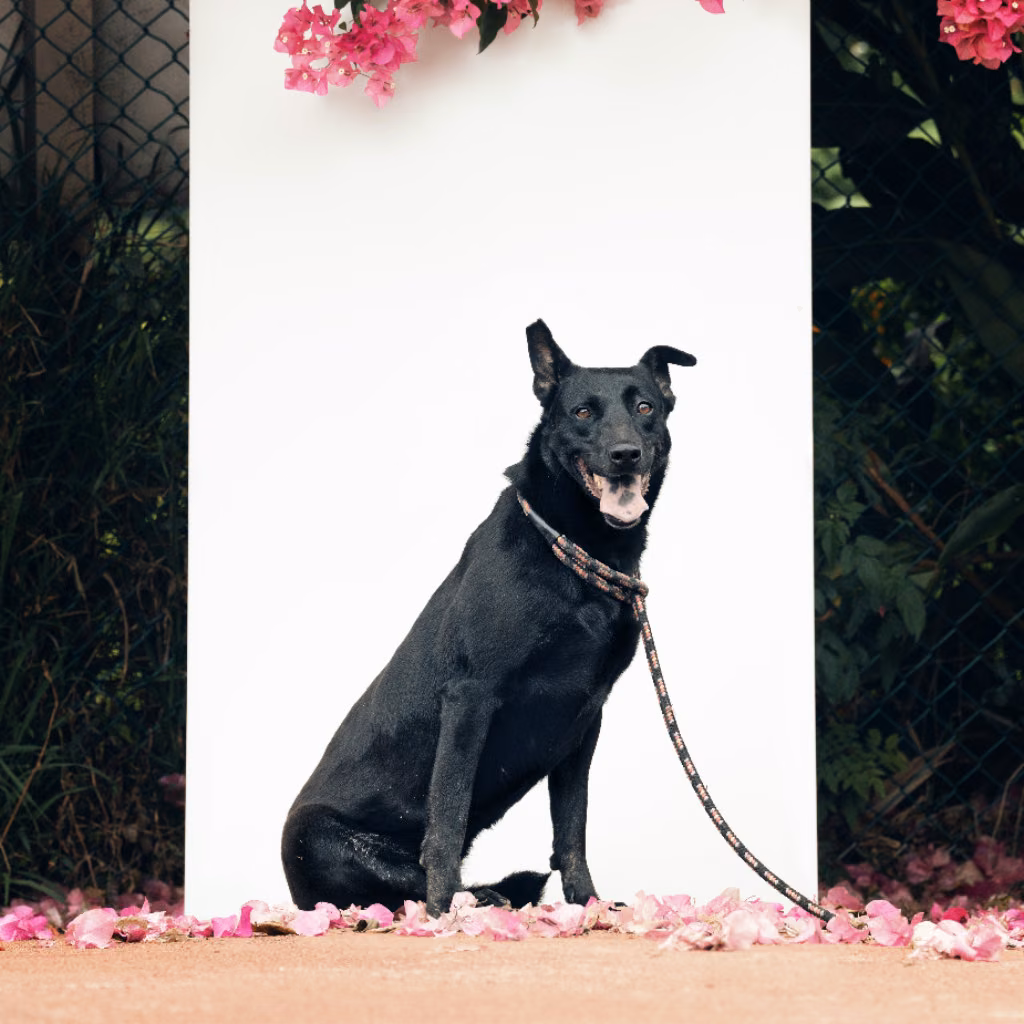 The dog, from the shelter's listing