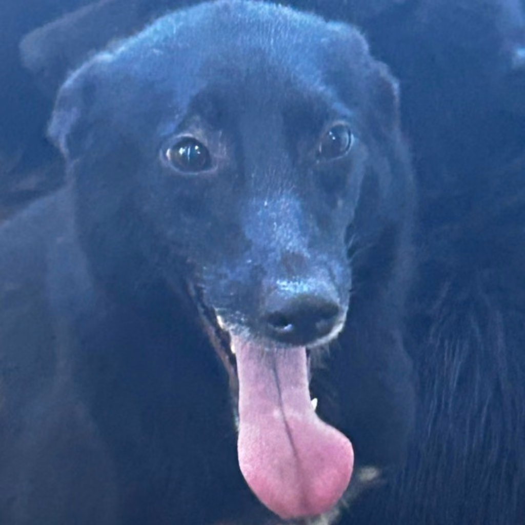 The dog, from the shelter's listing