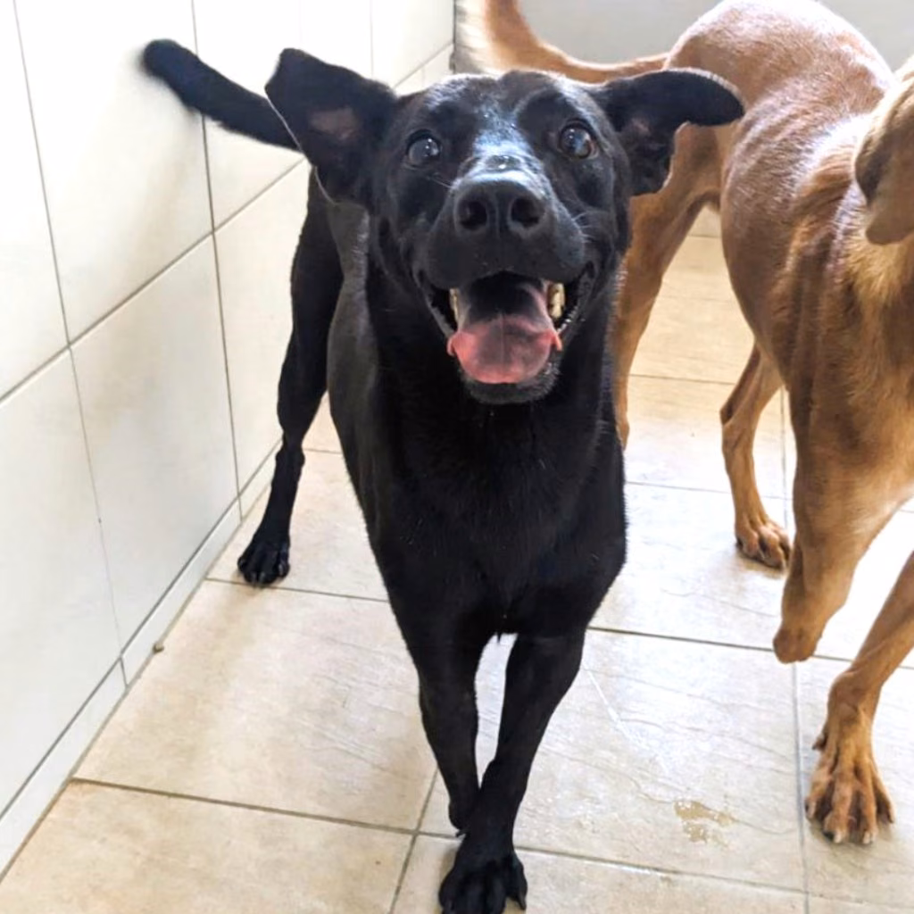 The dog, from the shelter's listing
