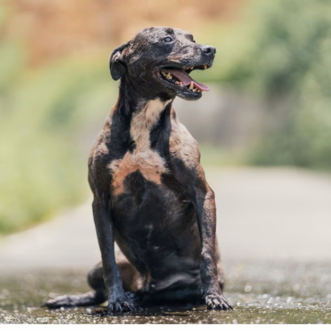 The dog, from the shelter's listing