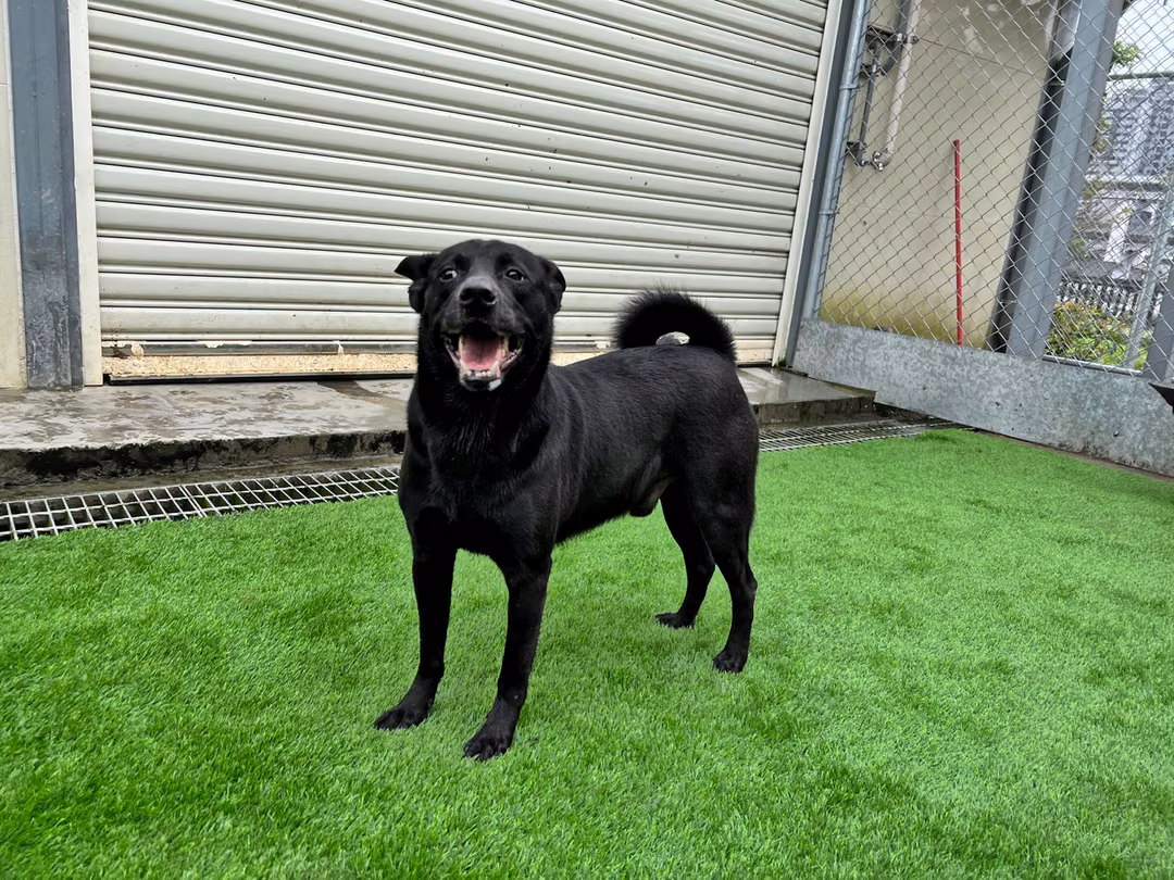 The dog, from the shelter's listing