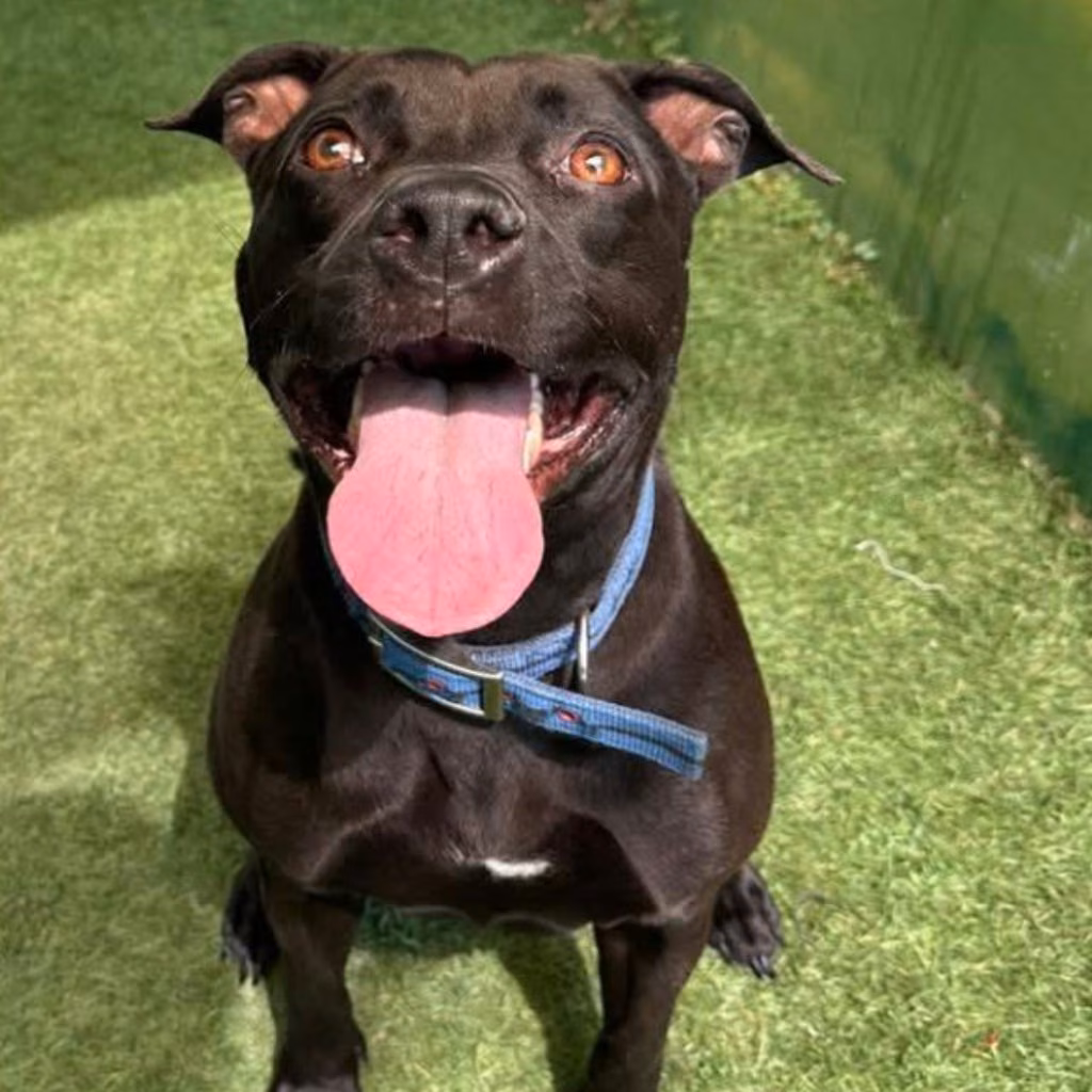 The dog, from the shelter's listing