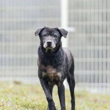 The dog, from the shelter's listing