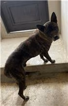 The dog, from the shelter's listing