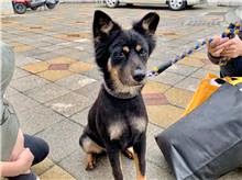 The dog, from the shelter's listing