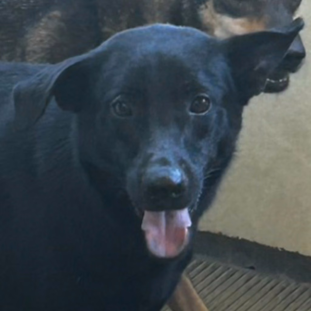 The dog, from the shelter's listing