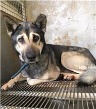 The dog, from the shelter's listing