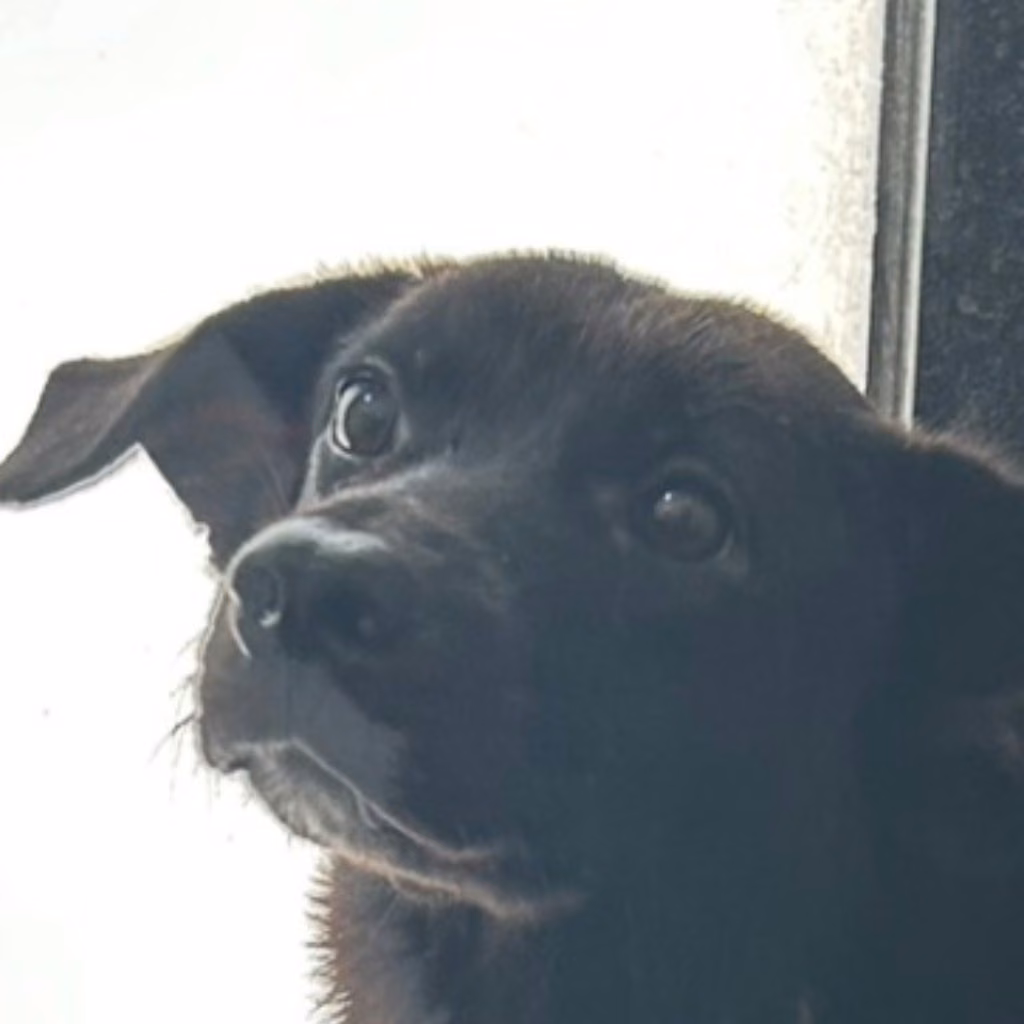 The dog, from the shelter's listing