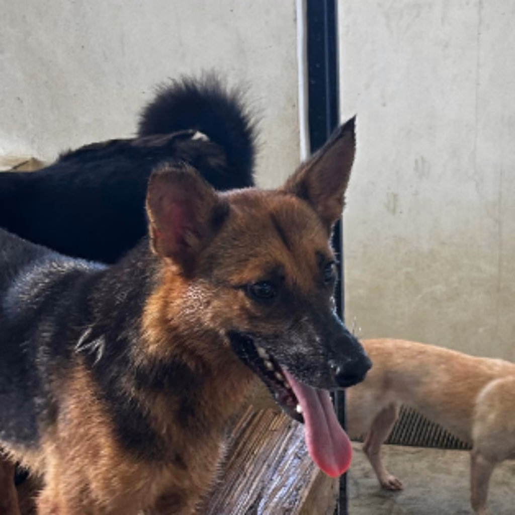 The dog, from the shelter's listing