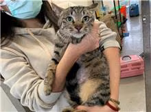 The cat, from the shelter's listing