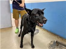 The dog, from the shelter's listing