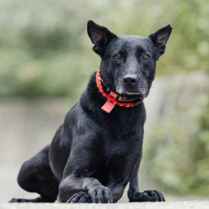 The dog, from the shelter's listing