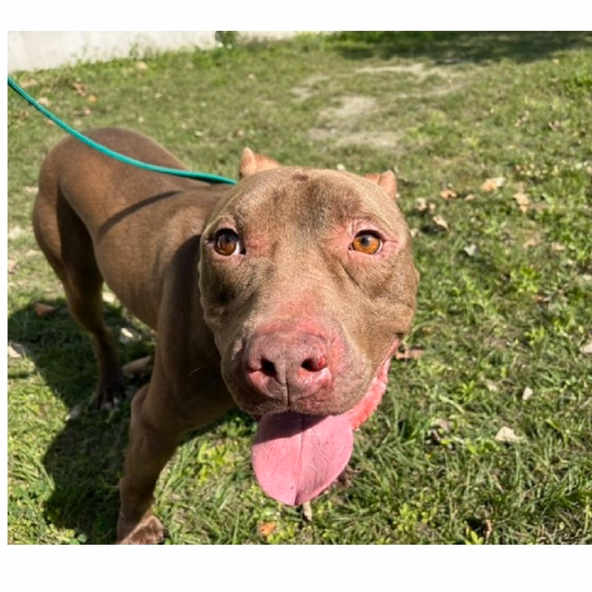The dog, from the shelter's listing