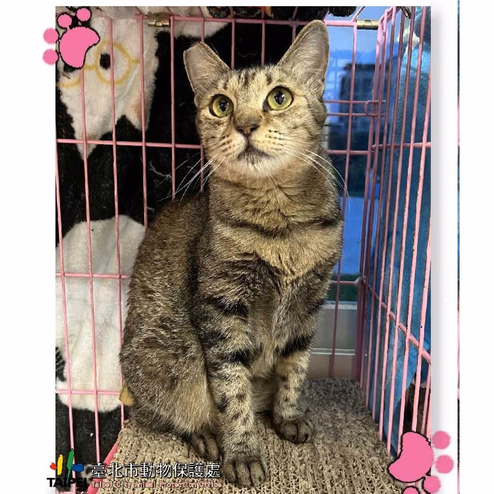 The cat, from the shelter's listing